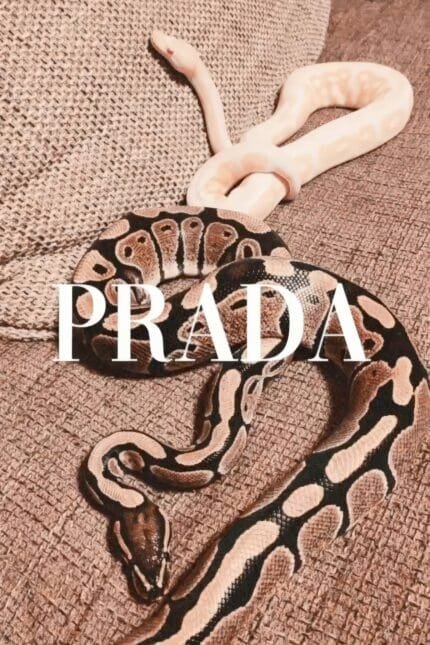 Prada